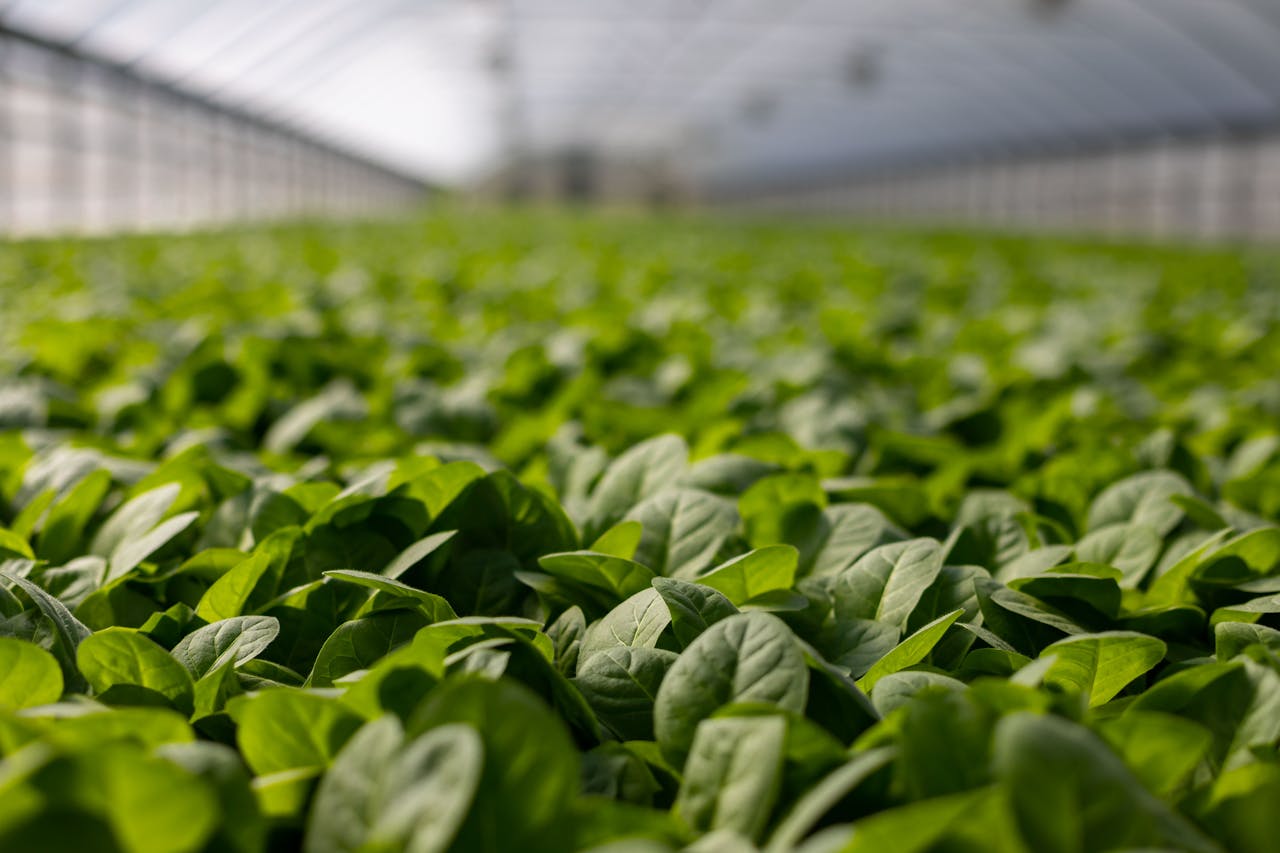 Seedlings in a nursery tray at Kijani Hydroponics