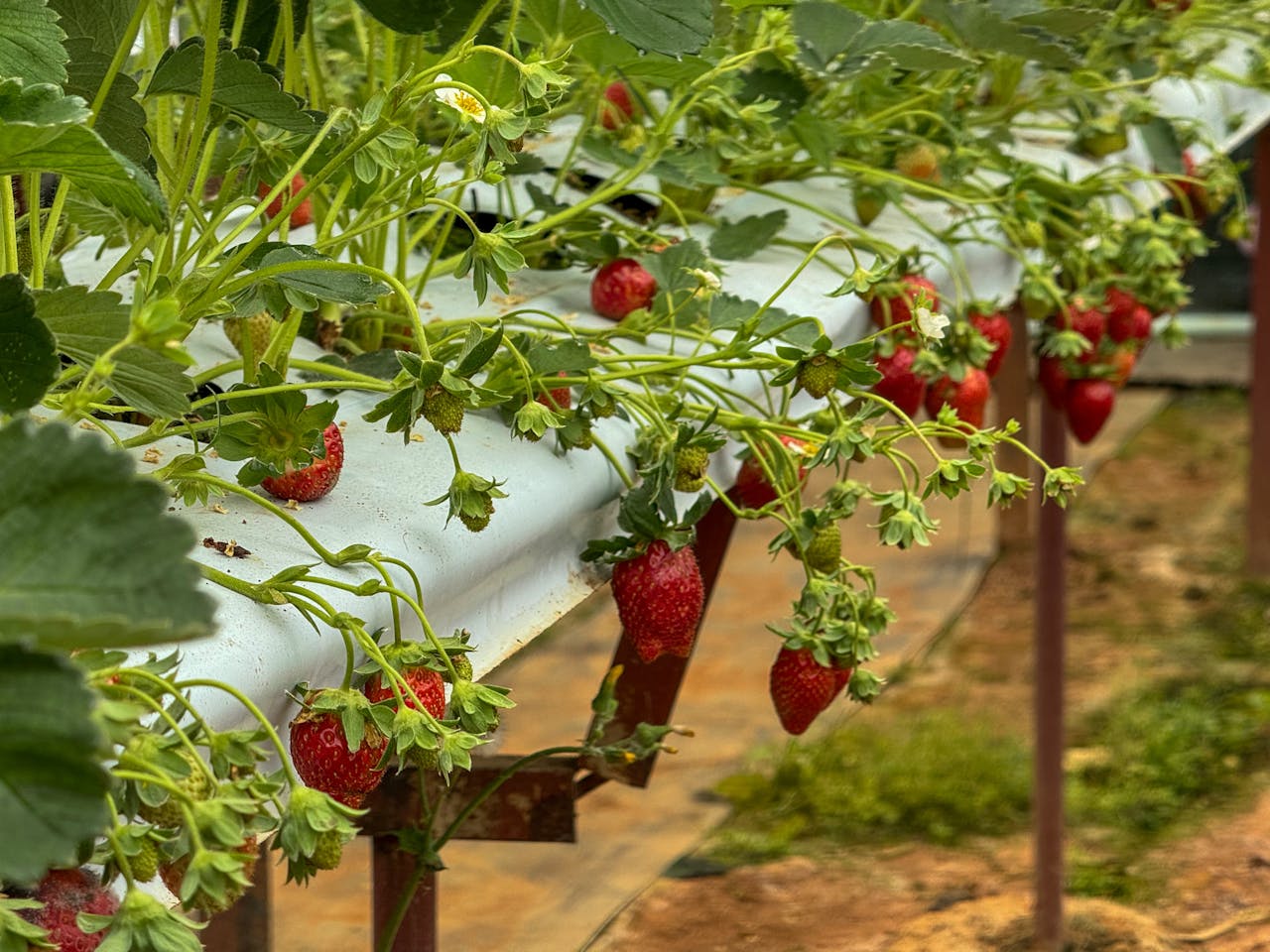 Vertical hydroponic racks with leafy greens